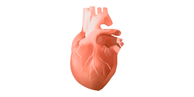 human-heart-icon