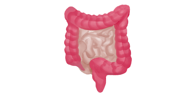Gastrointestinal-system-icon