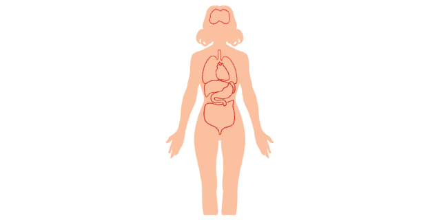 Body-with-outline-of-organ-systems-icon